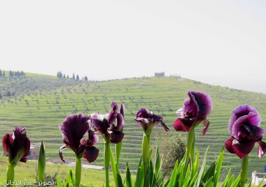 ايضا السوسنة 