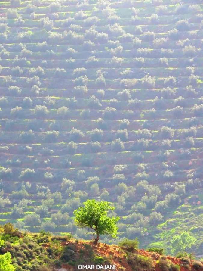 المصاطب الزراعية 